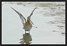 watersnip DSC_0313-01